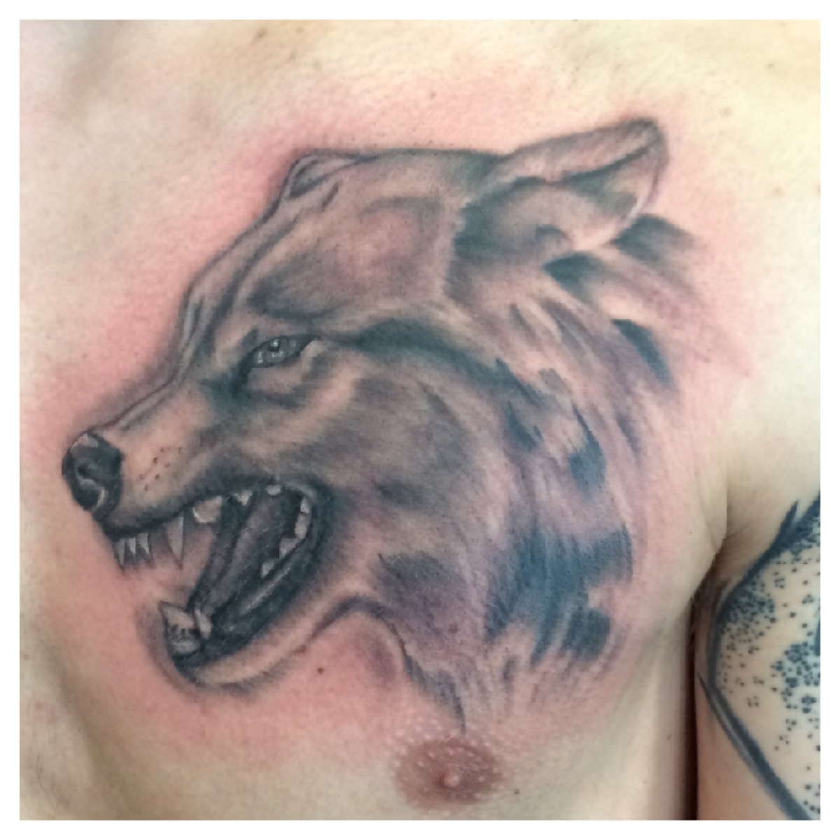 886_wolfhead
